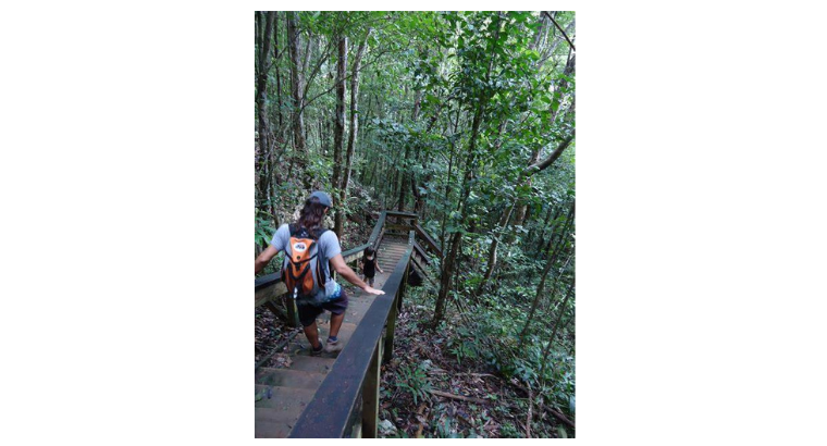 Bosque Estatal de Guajataca